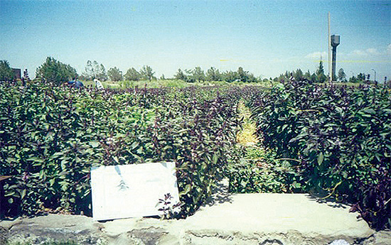 Basil industrial plantation in outdoor hydroponics (Etchmiadzin)