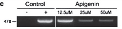 Viral DNA in the presence of apigenin after long-term treatment