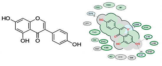 Interaction of genistein with the ATP-binding site of topo II enzyme