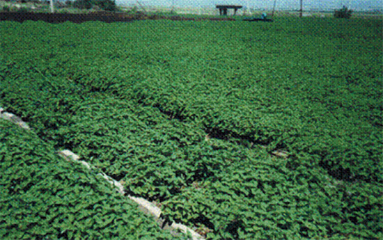 Производственная плантация мяты перечной в открытой гидропонике (г. Эчмиадзин)