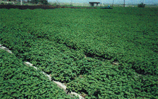 Pepper mint industrial plantation in outdoor hydroponics (Etchmiadzin)