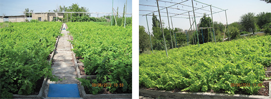 Industrial plantation of saplings of grape several varieties in outdoor hydroponics (Yerevan)