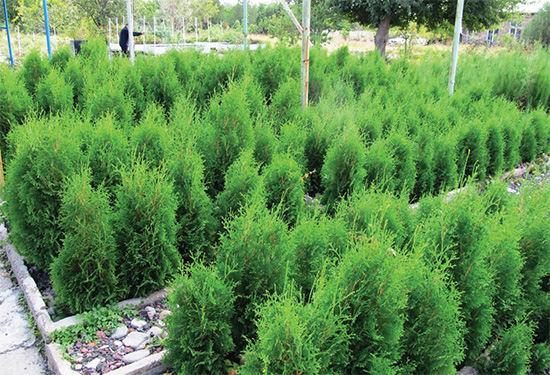 The general view of Pyramidal Thuja saplings in the outdoor hydroponics (Yerevan)