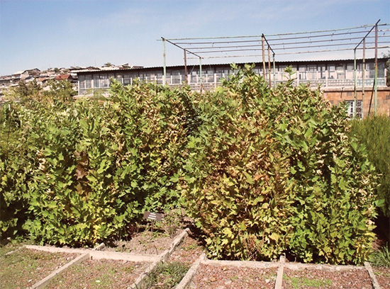 One-year old seedlings of eastern plane-tree in conditions of outdoor hydroponics (Yerevan)