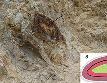 (a) phosphorite concretion, (b)- cross-section of concretion