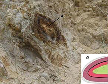 (a) фосфоритовая конкреция, (б)-поперечный разрез конкреции
